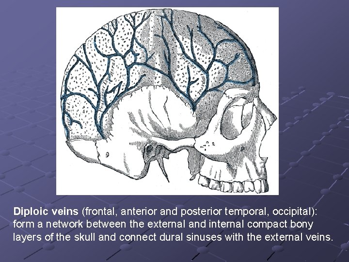 Diploic veins (frontal, anterior and posterior temporal, occipital): form a network between the external