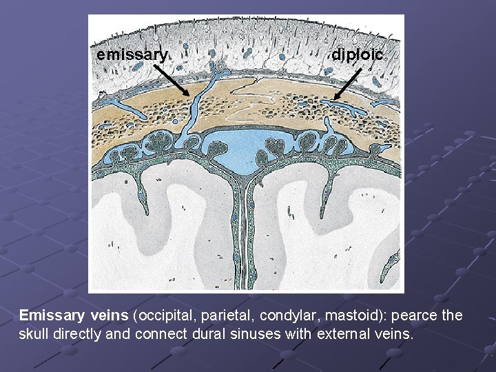 emissary diploic Emissary veins (occipital, parietal, condylar, mastoid): pearce the skull directly and connect