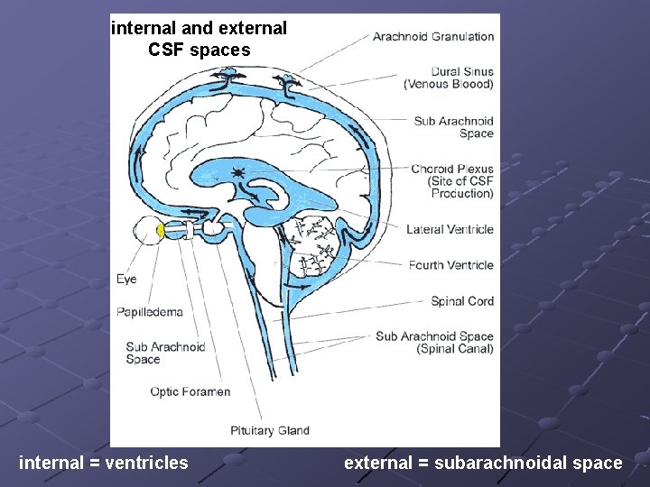internal and external CSF spaces internal = ventricles external = subarachnoidal space 
