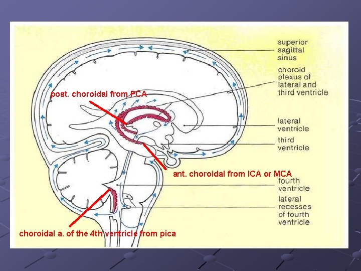 post. choroidal from PCA ant. choroidal from ICA or MCA choroidal a. of the