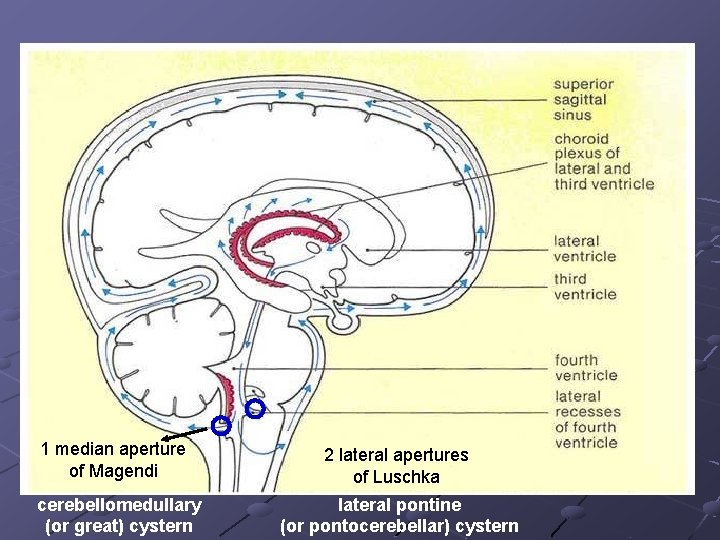 1 median aperture of Magendi cerebellomedullary (or great) cystern 2 lateral apertures of Luschka