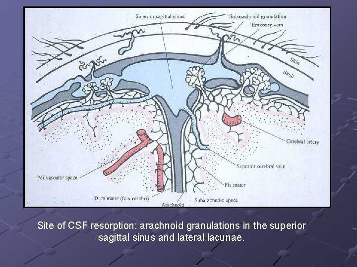 Site of CSF resorption: arachnoid granulations in the superior sagittal sinus and lateral lacunae.