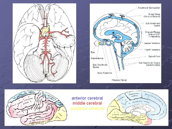 anterior cerebral middle cerebral posterior cerebral 