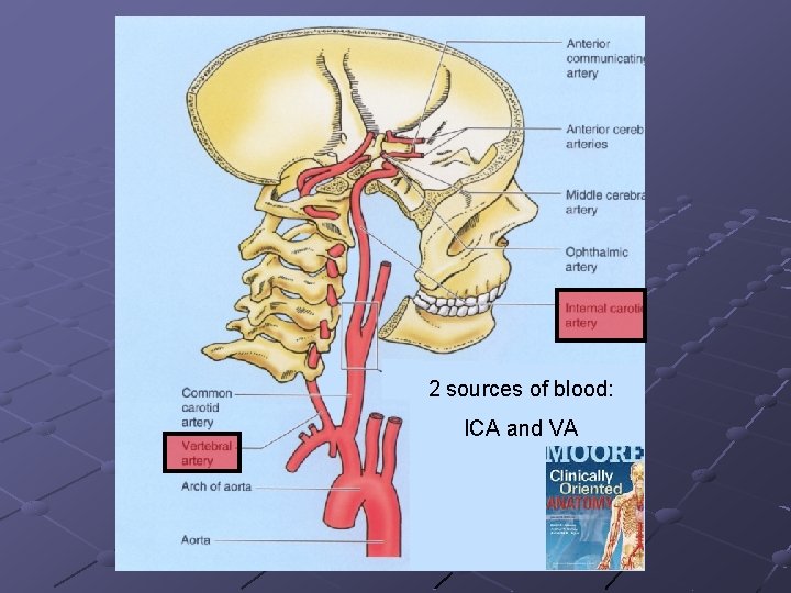 2 sources of blood: ICA and VA 