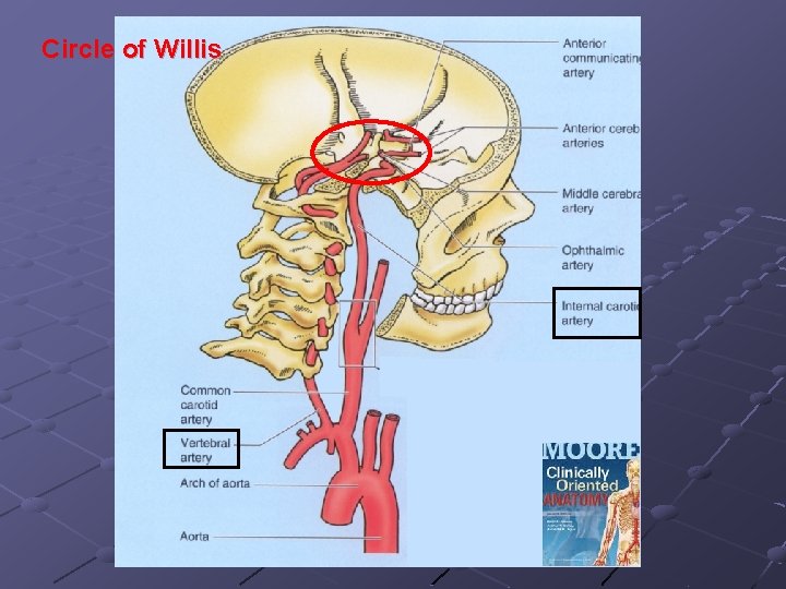 Circle of Willis 