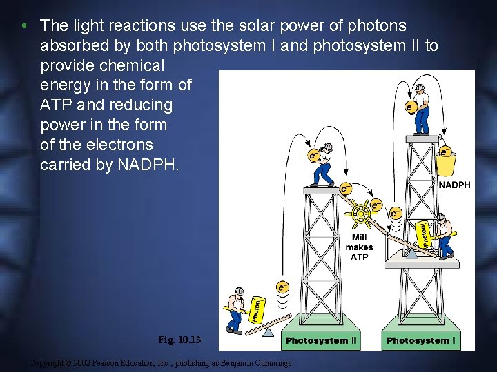  • The light reactions use the solar power of photons absorbed by both