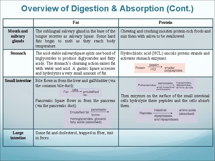 Overview of Digestion & Absorption (Cont. ) Fat Protein Mouth and salivary glands The