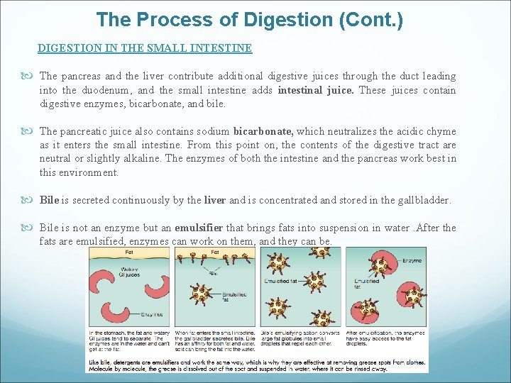 The Process of Digestion (Cont. ) DIGESTION IN THE SMALL INTESTINE The pancreas and