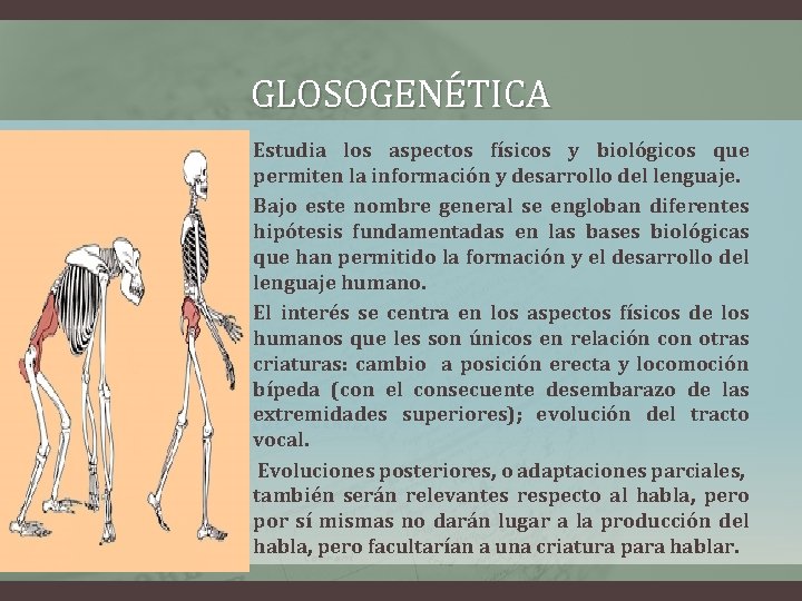 GLOSOGENÉTICA • • Estudia los aspectos físicos y biológicos que permiten la información y