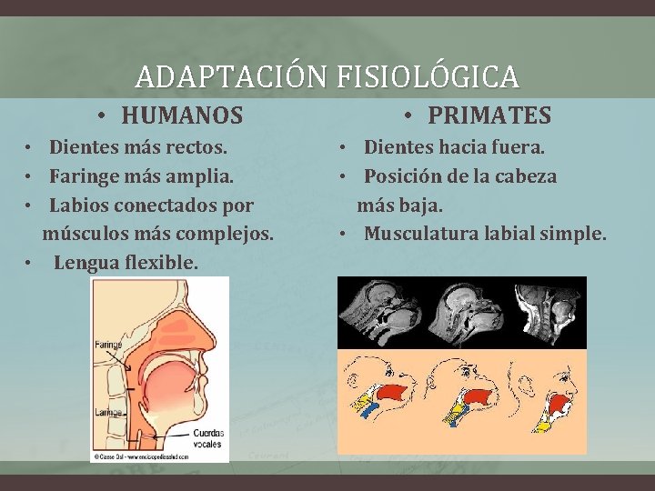 ADAPTACIÓN FISIOLÓGICA • HUMANOS • Dientes más rectos. • Faringe más amplia. • Labios