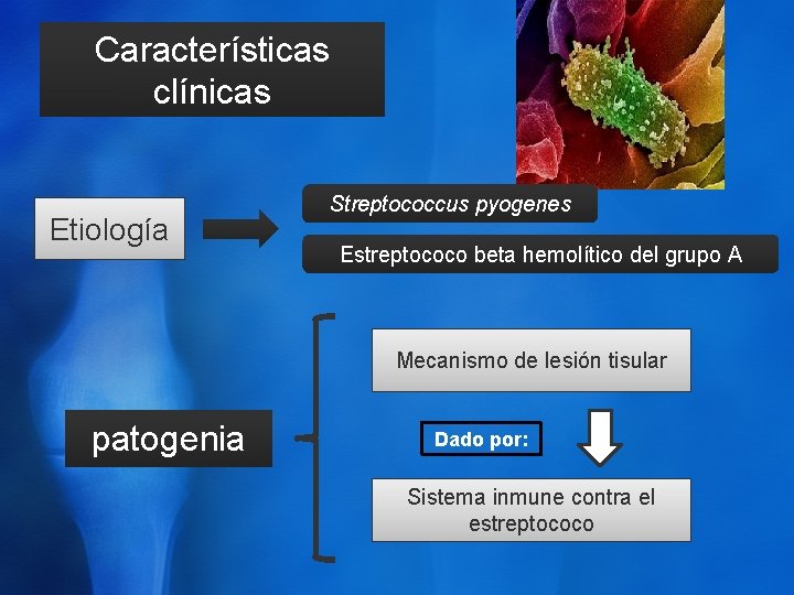 Características clínicas Etiología Streptococcus pyogenes Estreptococo beta hemolítico del grupo A Mecanismo de lesión