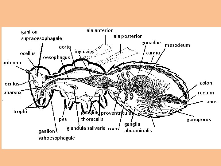 ganlion supraoesophagale ocellus antenna aorta oesophagus ala anterior ingluvies ala posterior gonadae mesodeum cardia