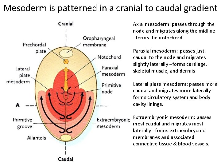 Mesoderm is patterned in a cranial to caudal gradient Axial mesoderm: passes through the