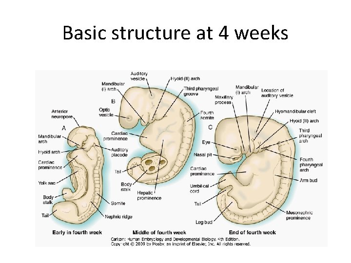 Basic structure at 4 weeks 