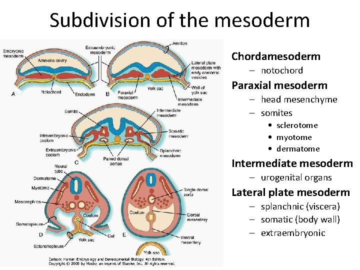 Subdivision of the mesoderm Chordamesoderm – notochord Paraxial mesoderm – head mesenchyme – somites