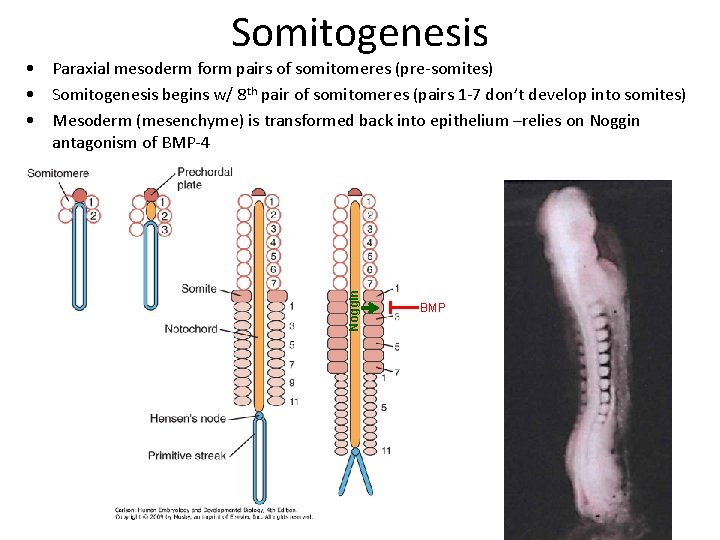 Somitogenesis Noggin • Paraxial mesoderm form pairs of somitomeres (pre-somites) • Somitogenesis begins w/