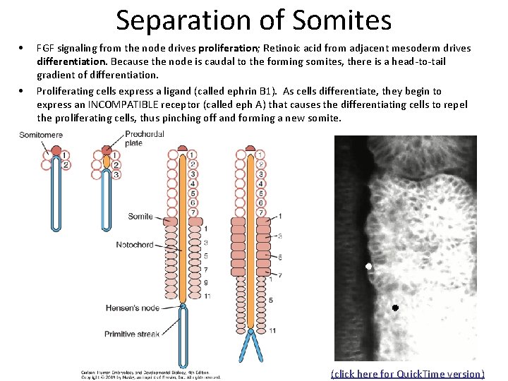 Separation of Somites • • FGF signaling from the node drives proliferation; Retinoic acid