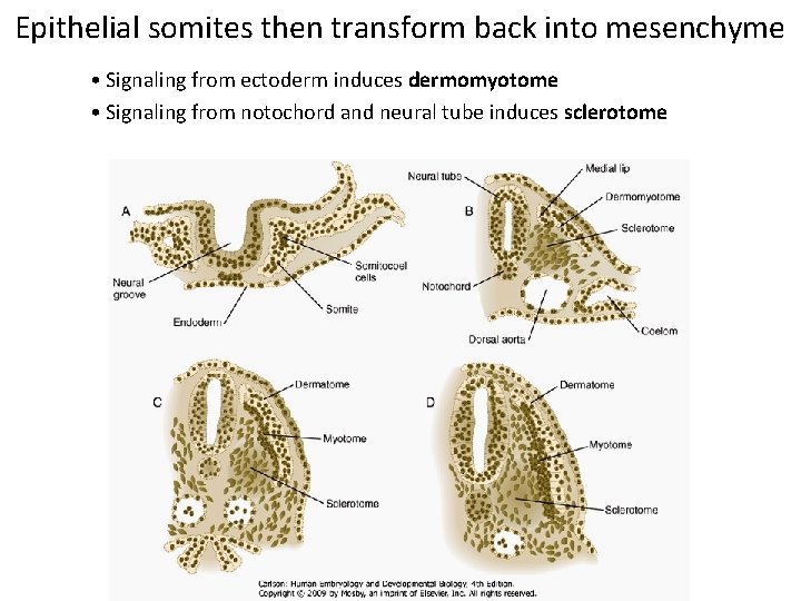 Epithelial somites then transform back into mesenchyme • Signaling from ectoderm induces dermomyotome •