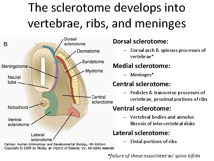 The sclerotome develops into vertebrae, ribs, and meninges Dorsal sclerotome: – Dorsal arch &