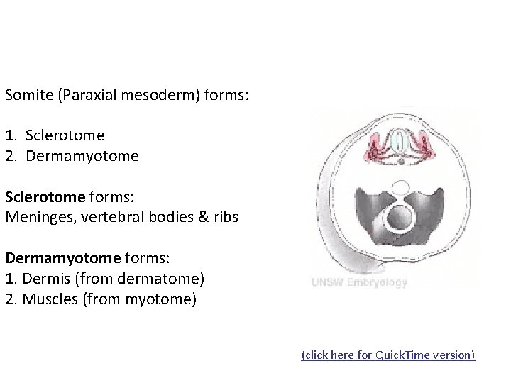 Somite (Paraxial mesoderm) forms: 1. Sclerotome 2. Dermamyotome Sclerotome forms: Meninges, vertebral bodies &