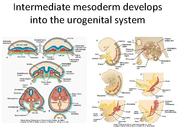 Intermediate mesoderm develops into the urogenital system 