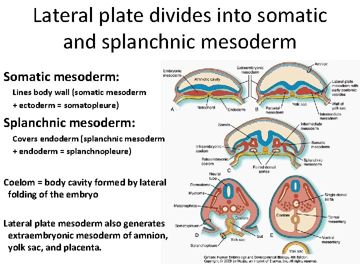 Lateral plate divides into somatic and splanchnic mesoderm Somatic mesoderm: Lines body wall (somatic