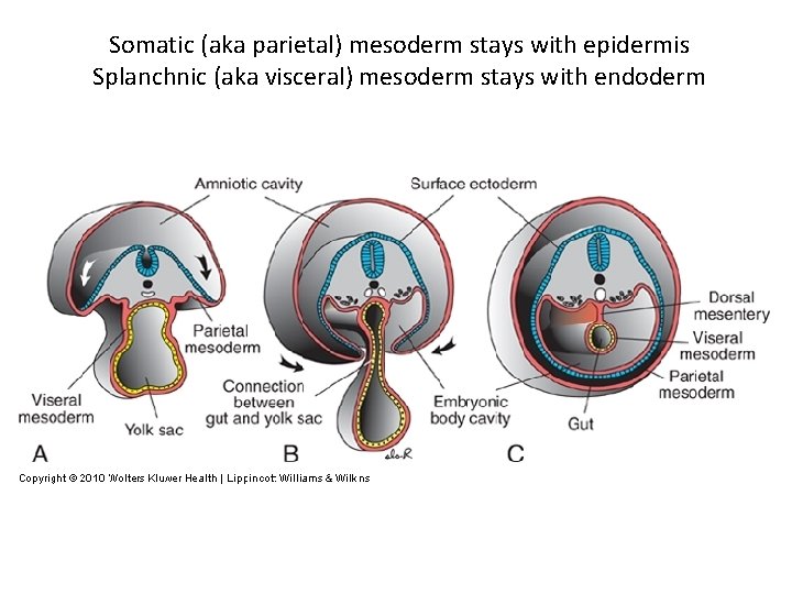 Somatic (aka parietal) mesoderm stays with epidermis Splanchnic (aka visceral) mesoderm stays with endoderm