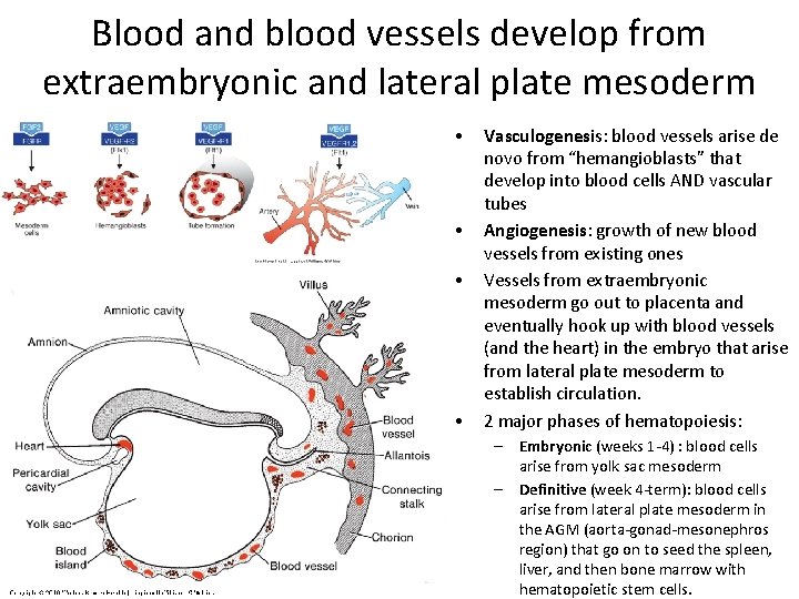 Blood and blood vessels develop from extraembryonic and lateral plate mesoderm • • Vasculogenesis: