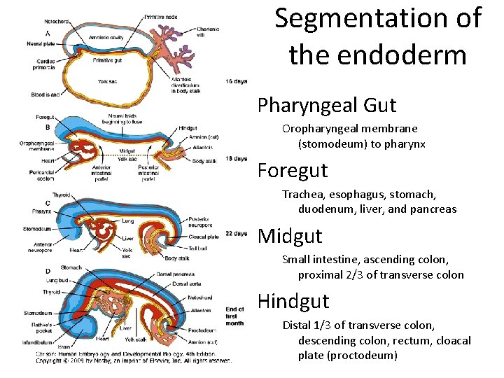Segmentation of the endoderm Pharyngeal Gut Oropharyngeal membrane (stomodeum) to pharynx Foregut Trachea, esophagus,