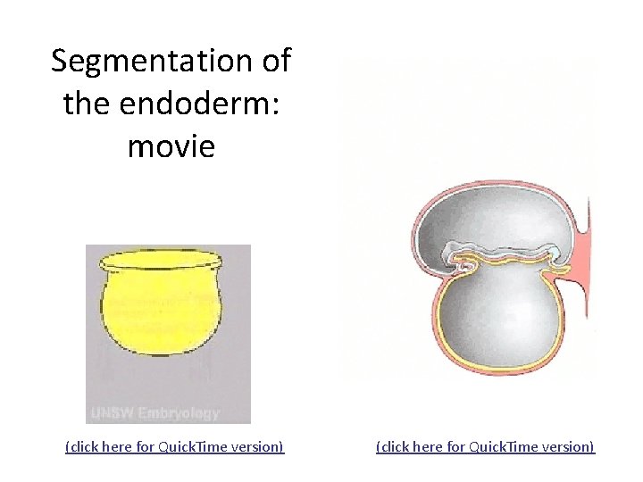 Segmentation of the endoderm: movie (click here for Quick. Time version) 