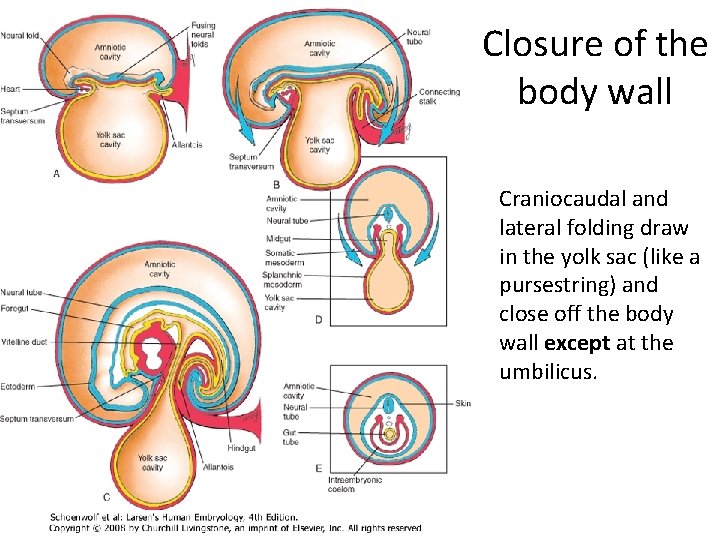 Closure of the body wall Craniocaudal and lateral folding draw in the yolk sac