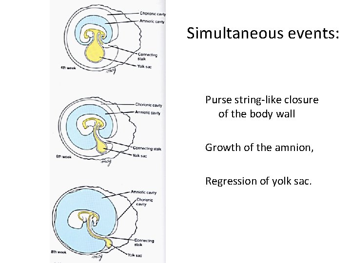 Simultaneous events: Purse string-like closure of the body wall Growth of the amnion, Regression