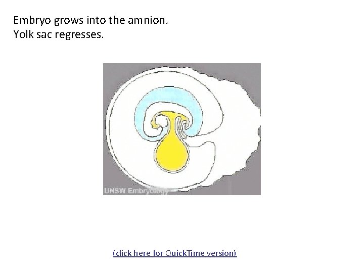 Embryo grows into the amnion. Yolk sac regresses. (click here for Quick. Time version)