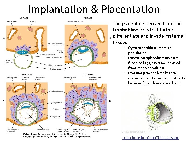 Implantation & Placentation The placenta is derived from the trophoblast cells that further differentiate