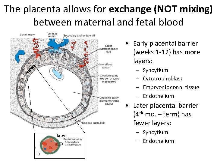 The placenta allows for exchange (NOT mixing) between maternal and fetal blood • Early