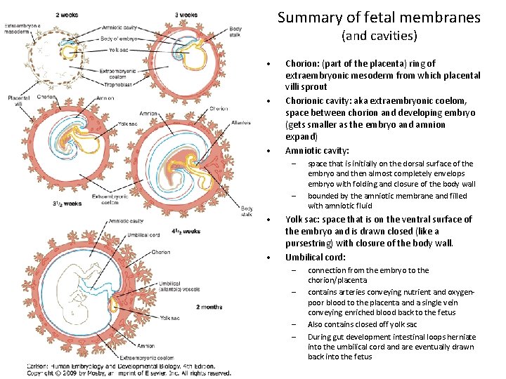 Summary of fetal membranes (and cavities) • • • Chorion: (part of the placenta)