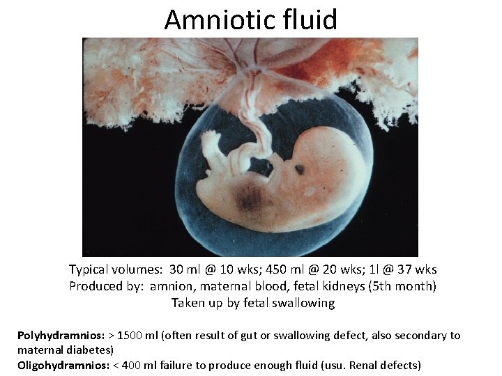 Amniotic fluid Typical volumes: 30 ml @ 10 wks; 450 ml @ 20 wks;