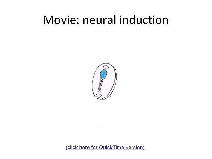 Movie: neural induction (click here for Quick. Time version) 