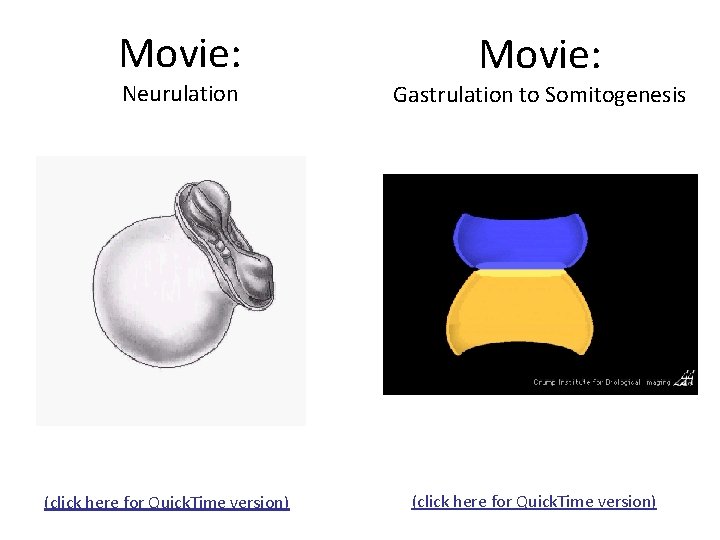 Movie: Neurulation (click here for Quick. Time version) Movie: Gastrulation to Somitogenesis (click here