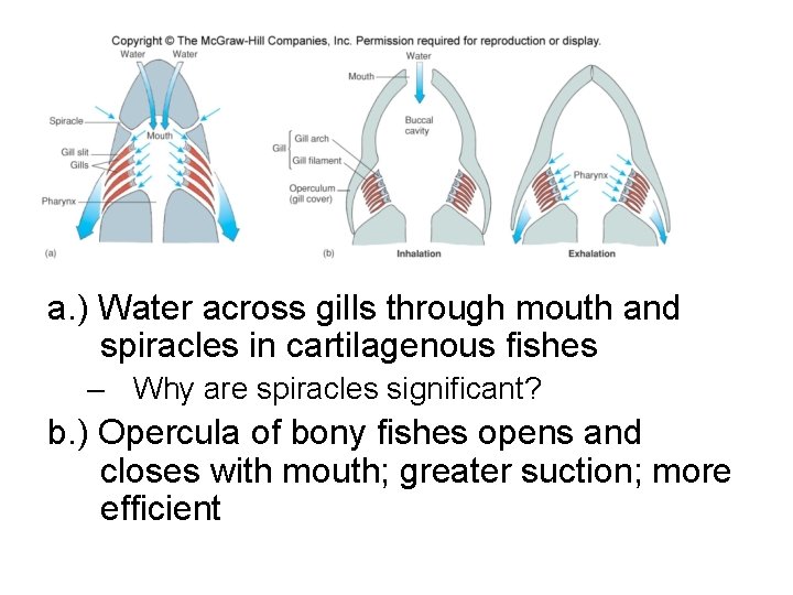 a. ) Water across gills through mouth and spiracles in cartilagenous fishes – Why