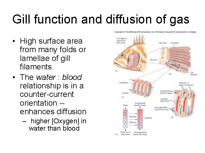 Gill function and diffusion of gas • High surface area from many folds or