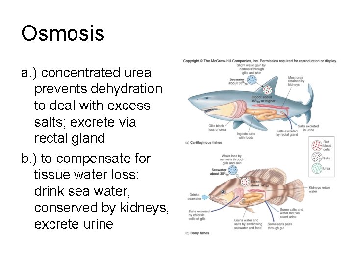 Osmosis a. ) concentrated urea prevents dehydration to deal with excess salts; excrete via