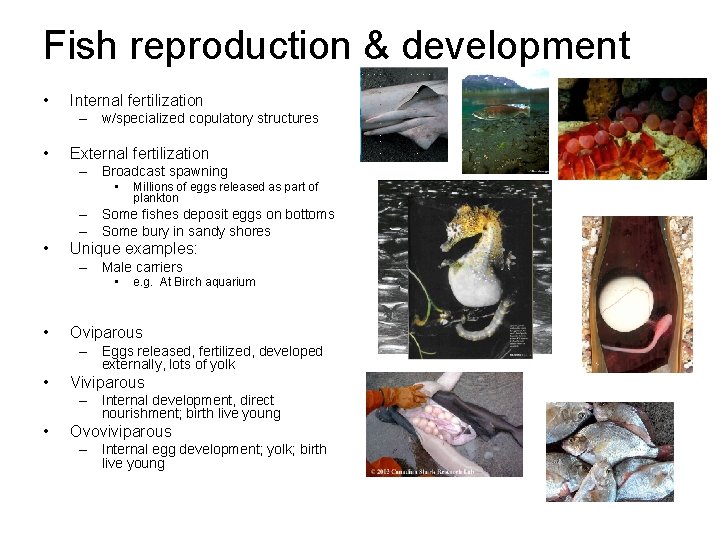 Fish reproduction & development • Internal fertilization – w/specialized copulatory structures • External fertilization