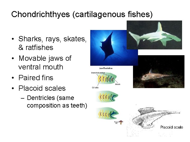 Chondrichthyes (cartilagenous fishes) • Sharks, rays, skates, & ratfishes • Movable jaws of ventral