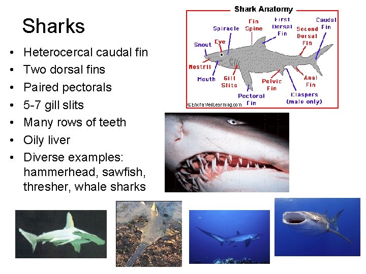 Sharks • • Heterocercal caudal fin Two dorsal fins Paired pectorals 5 -7 gill