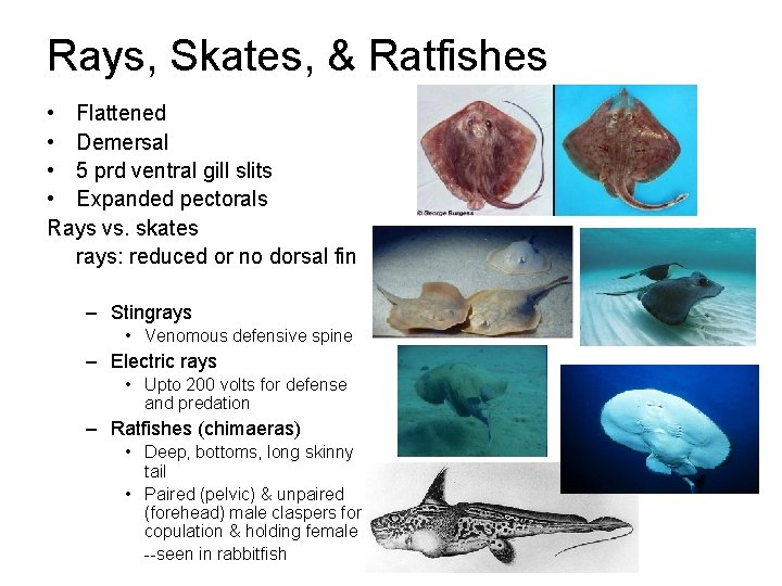 Rays, Skates, & Ratfishes • Flattened • Demersal • 5 prd ventral gill slits