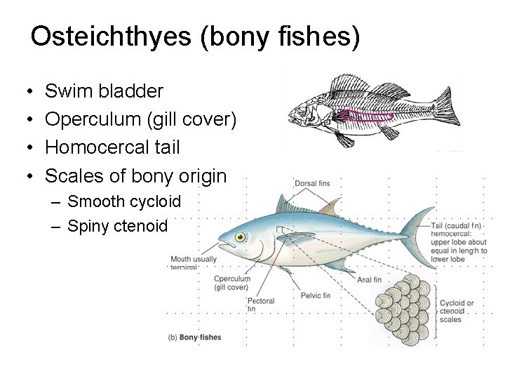 Osteichthyes (bony fishes) • • Swim bladder Operculum (gill cover) Homocercal tail Scales of