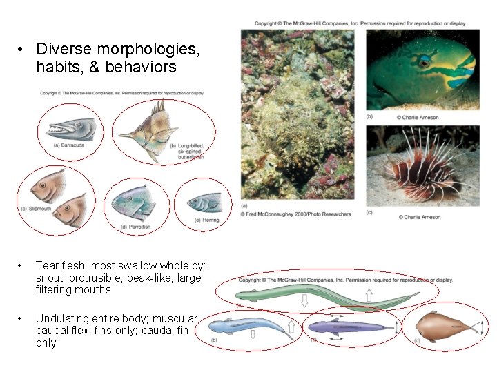  • Diverse morphologies, habits, & behaviors • Tear flesh; most swallow whole by: