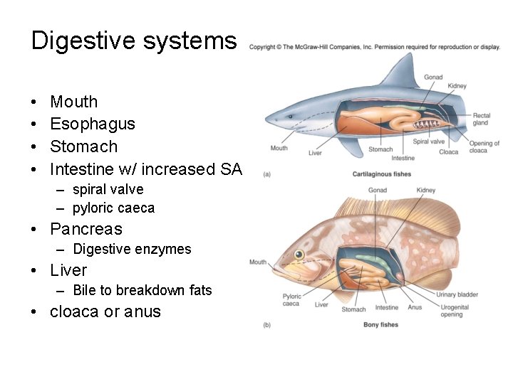 Digestive systems • • Mouth Esophagus Stomach Intestine w/ increased SA – spiral valve