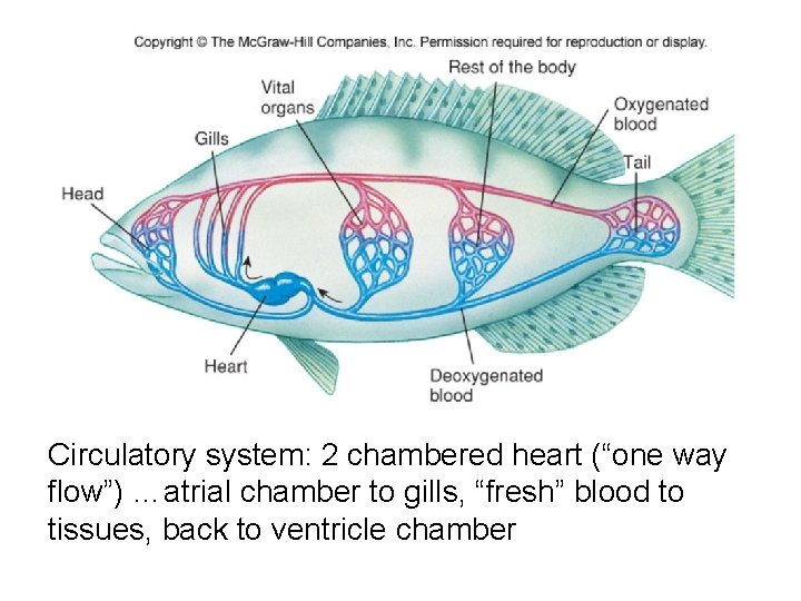 Circulatory system: 2 chambered heart (“one way flow”) …atrial chamber to gills, “fresh” blood